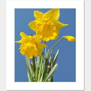 Daffodils Posters and Art